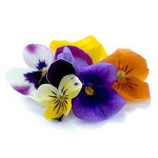 Edible Flower Viola