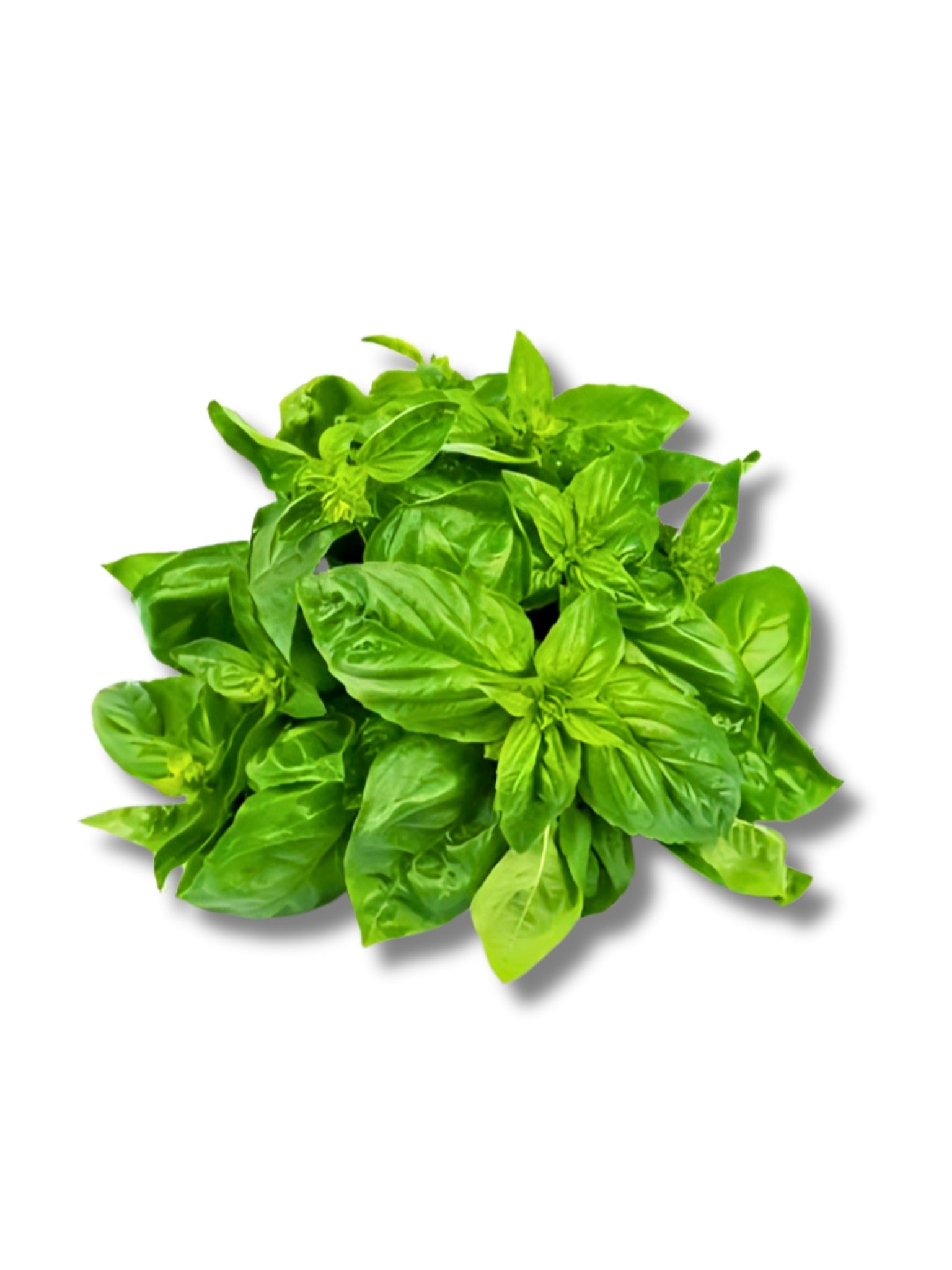 Fresh Basil