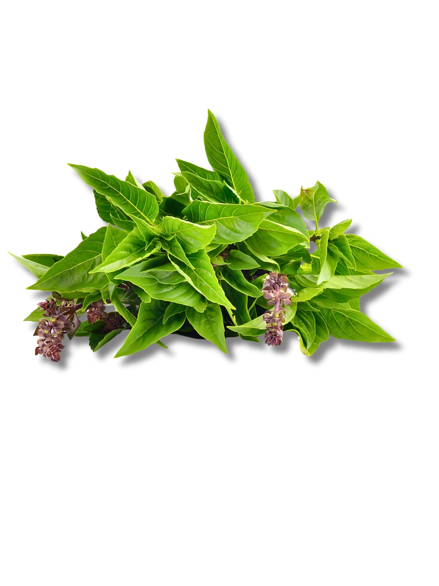 Fresh Thai Basil – Sun Harvest LTD