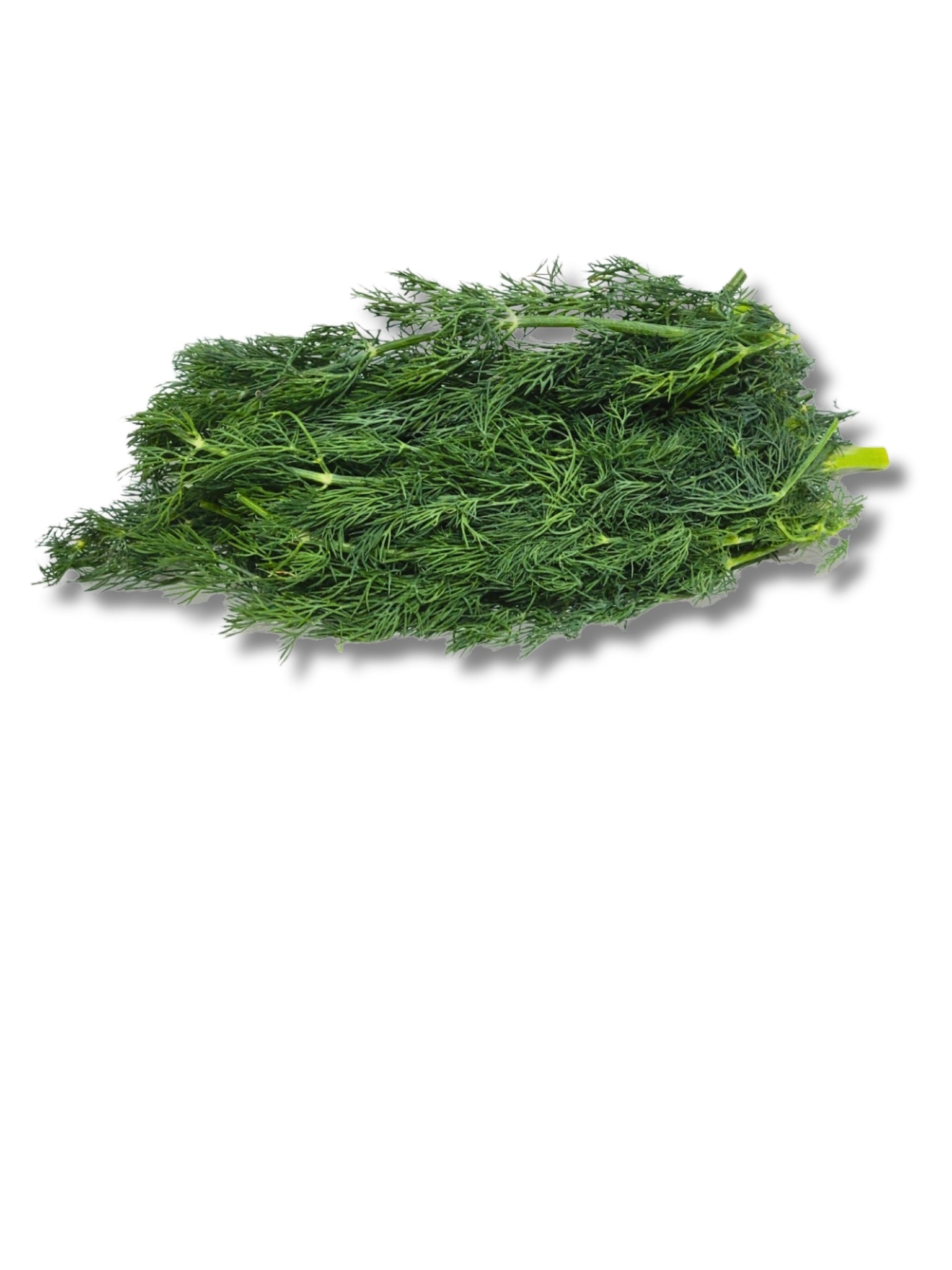 Fresh Dill
