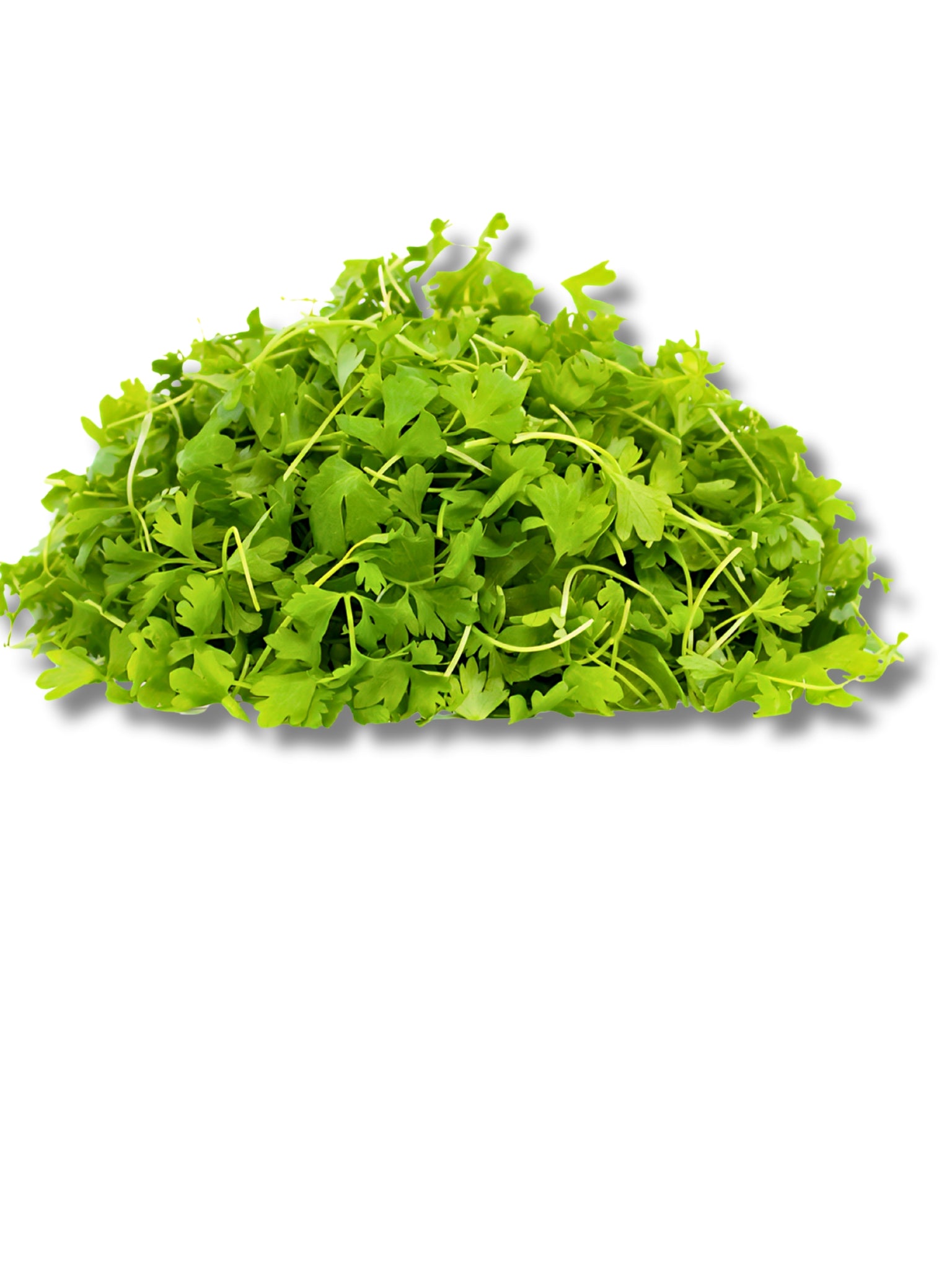 Micro Celery Cress