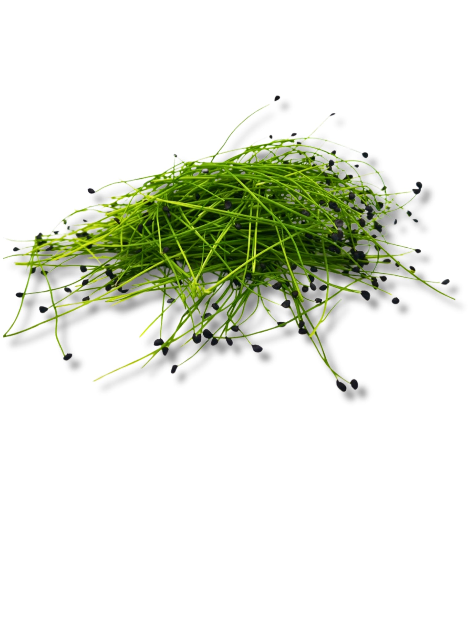 Micro Garlic Chives