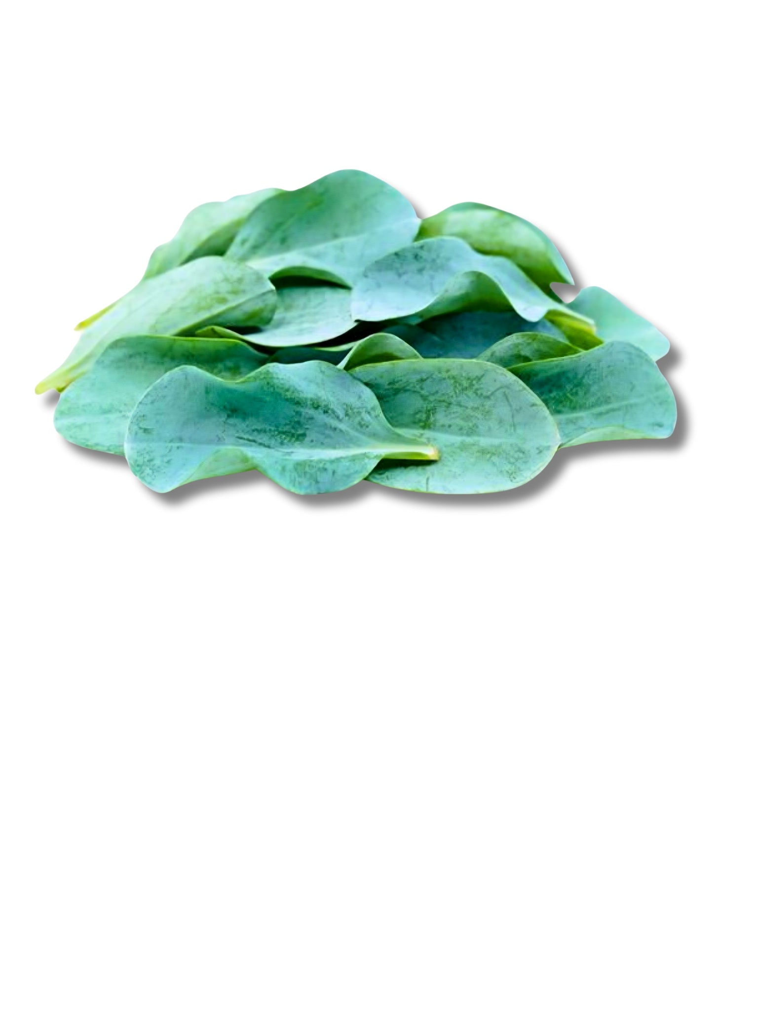 Micro Oyster Leaf