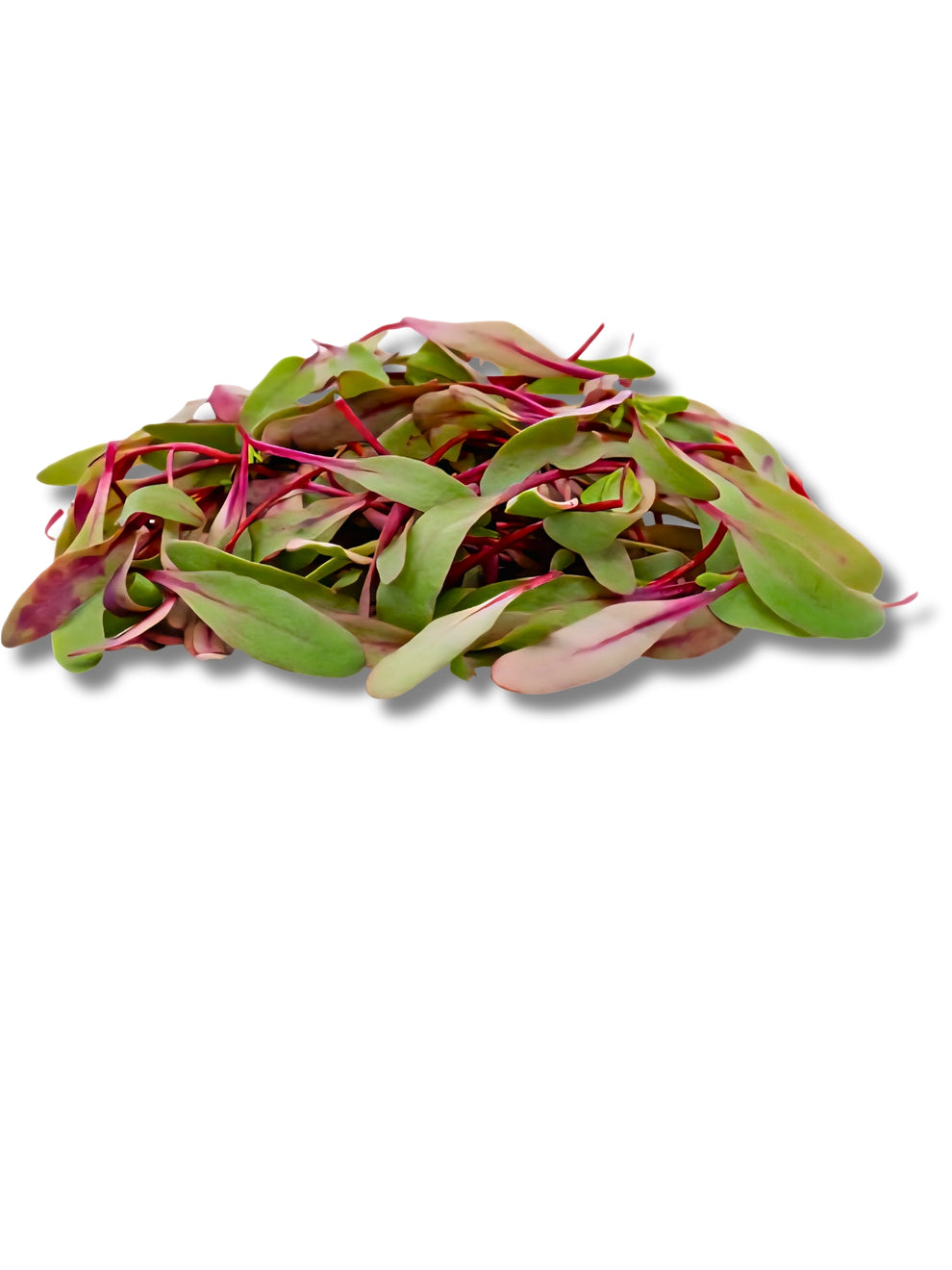 Micro Red Chard – Sun Harvest LTD