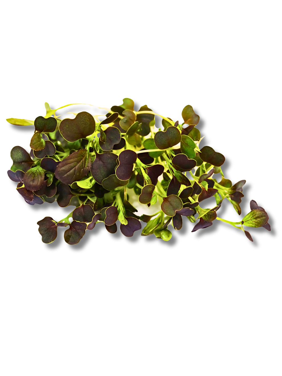 Micro Red Pak Choi – Sun Harvest LTD