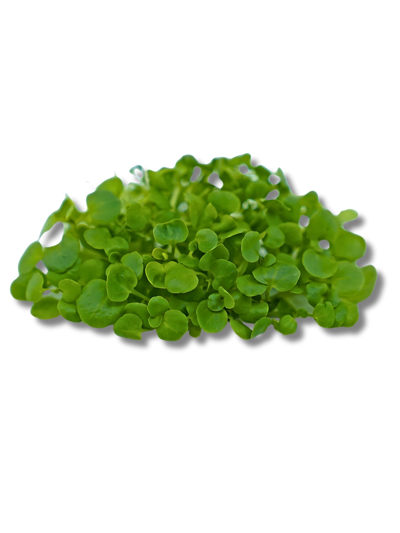 Micro Watercress