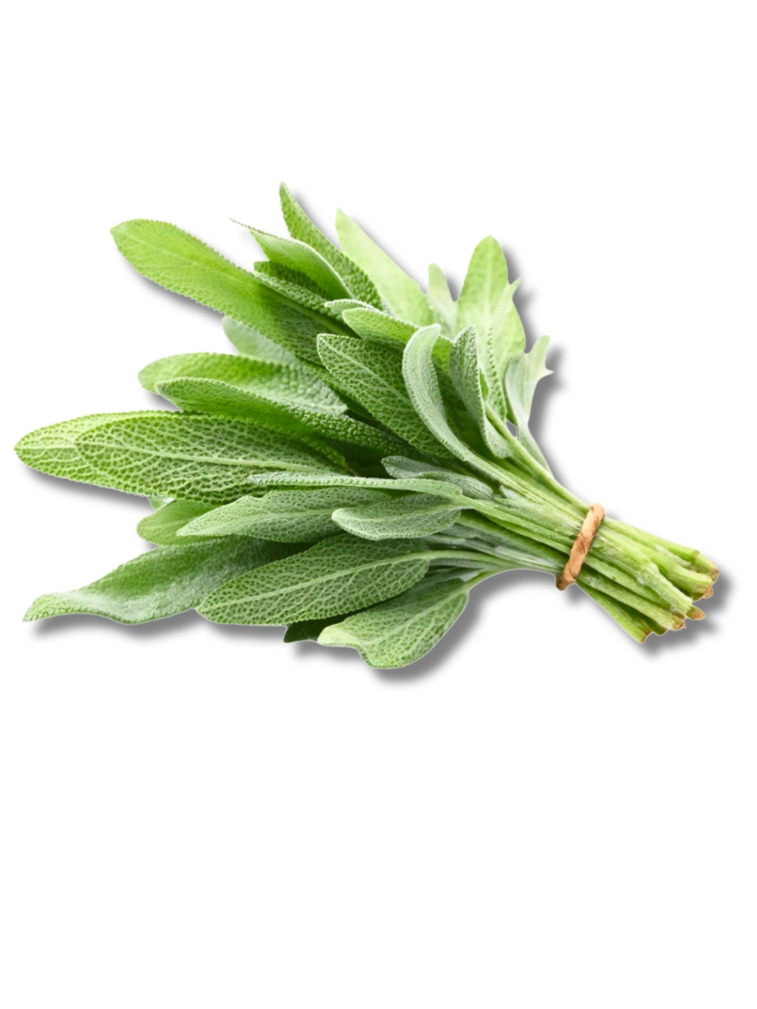Fresh Sage