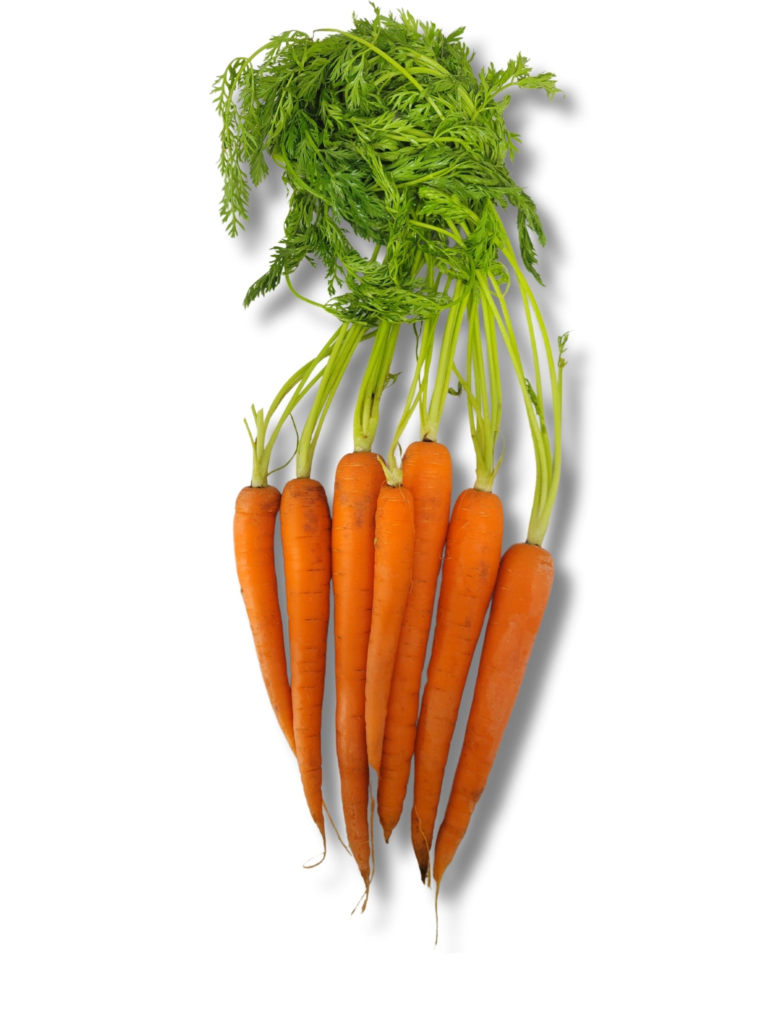 Bunch Carrot