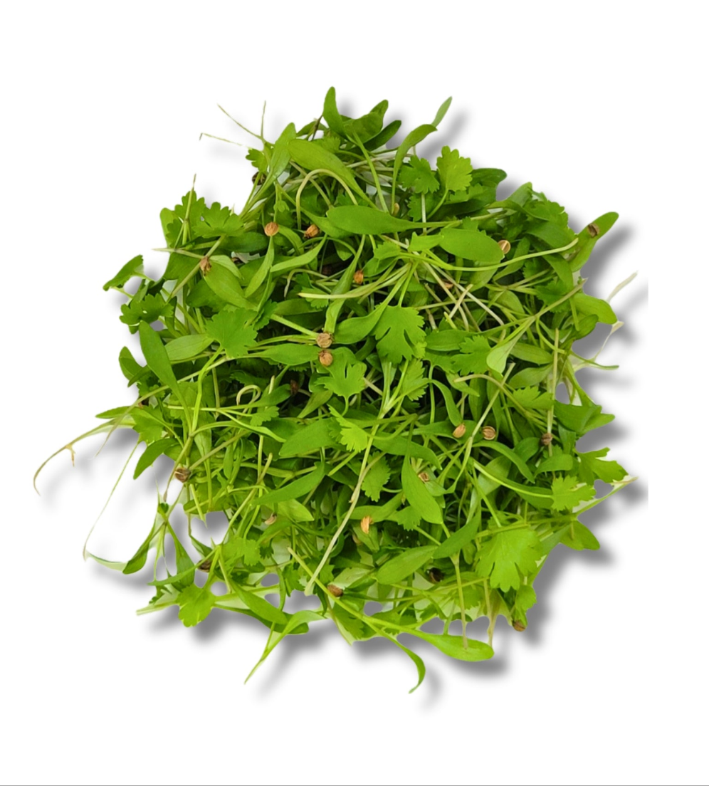 Coriander