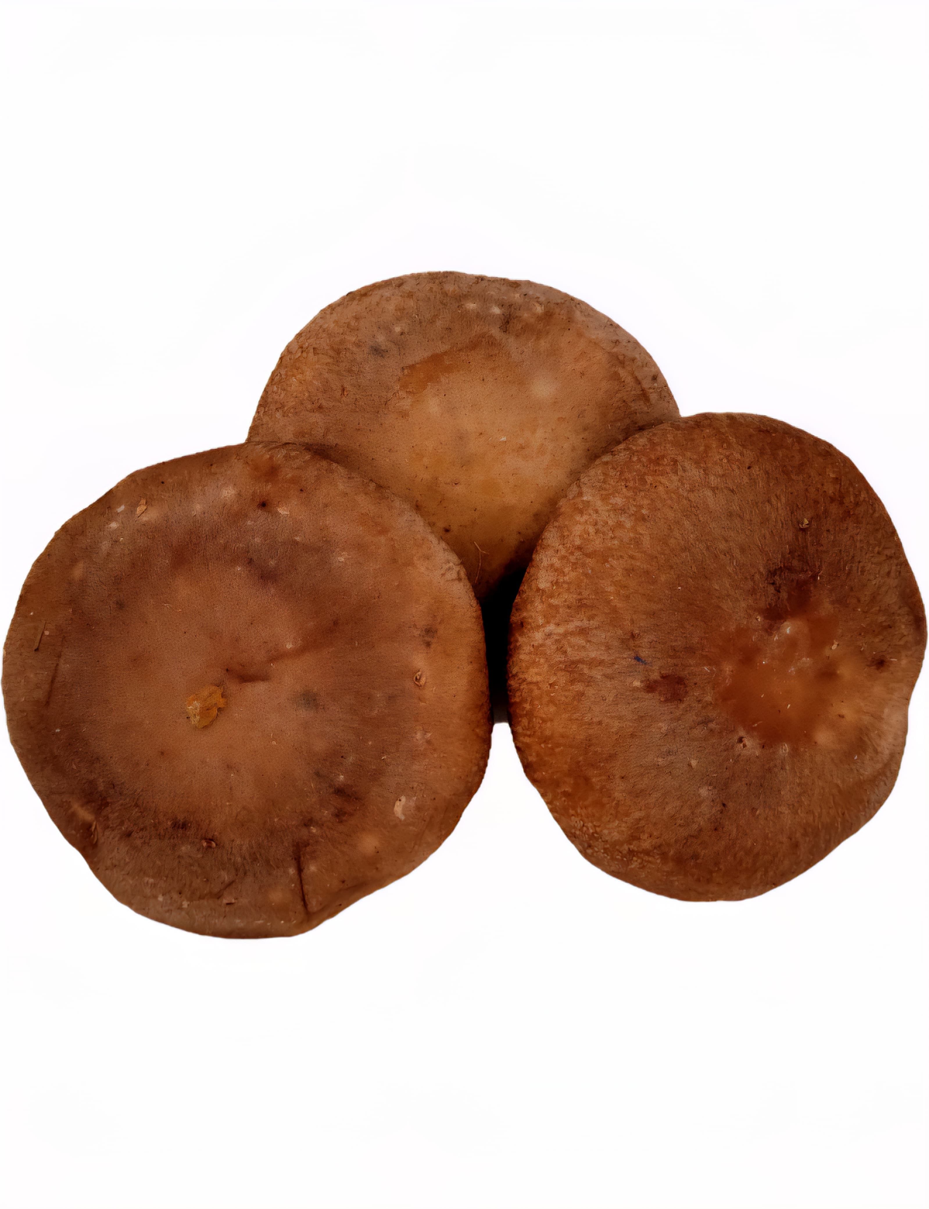 Shitake Mushroom