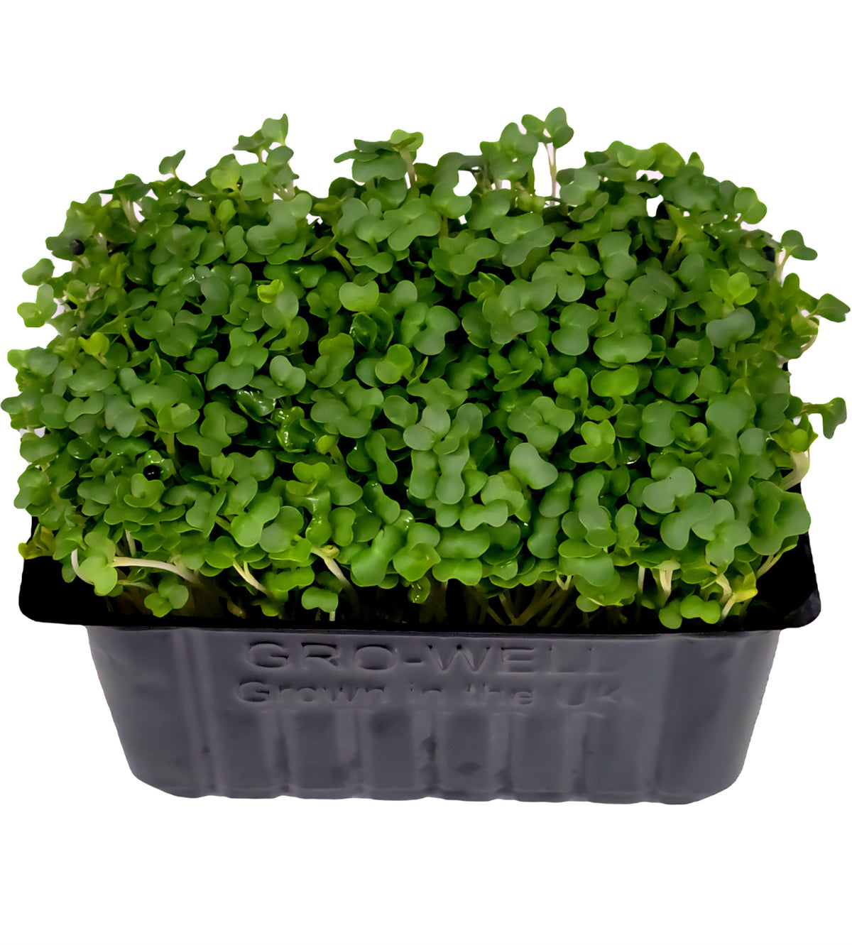 Micro Basil – Sun Harvest LTD