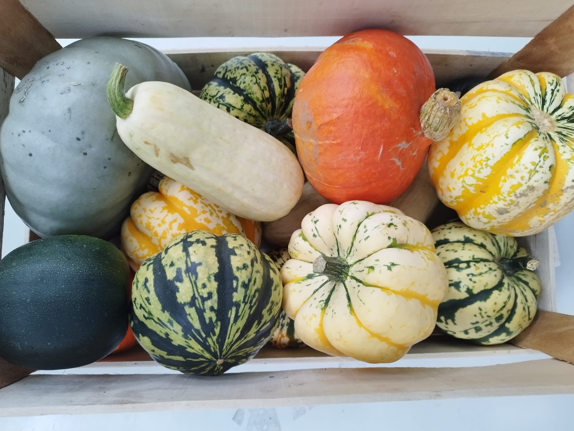 Mixed English Squash Pumpkins